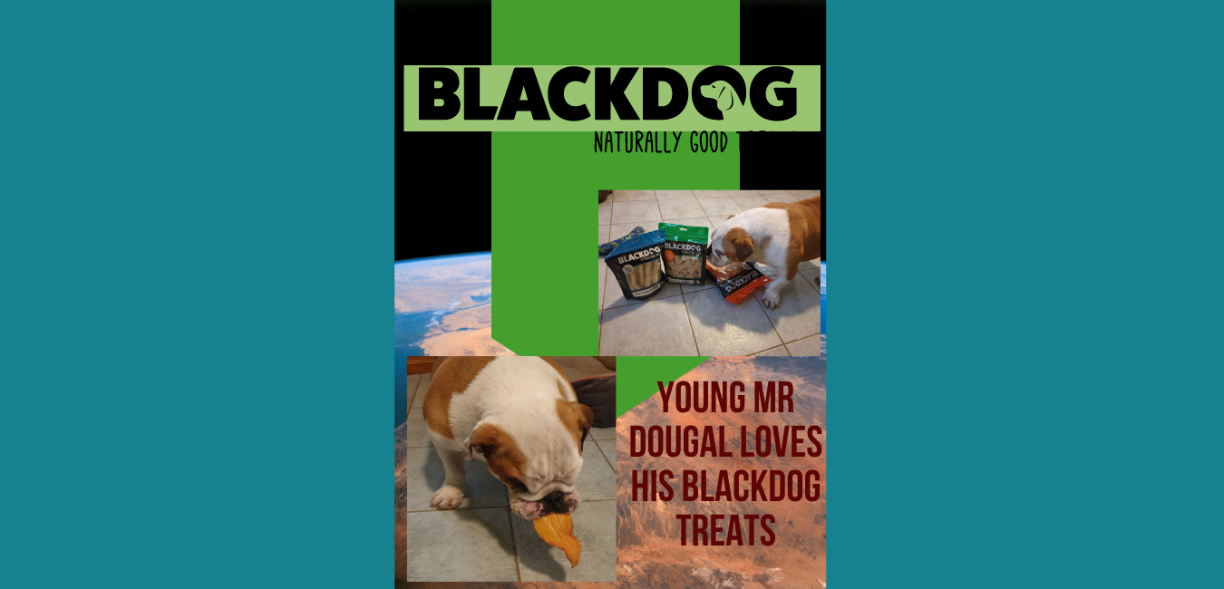 Blackdog Dougal 2